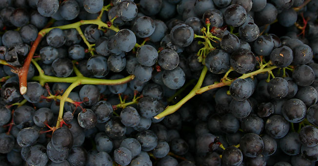 Grapevault Wine Investments